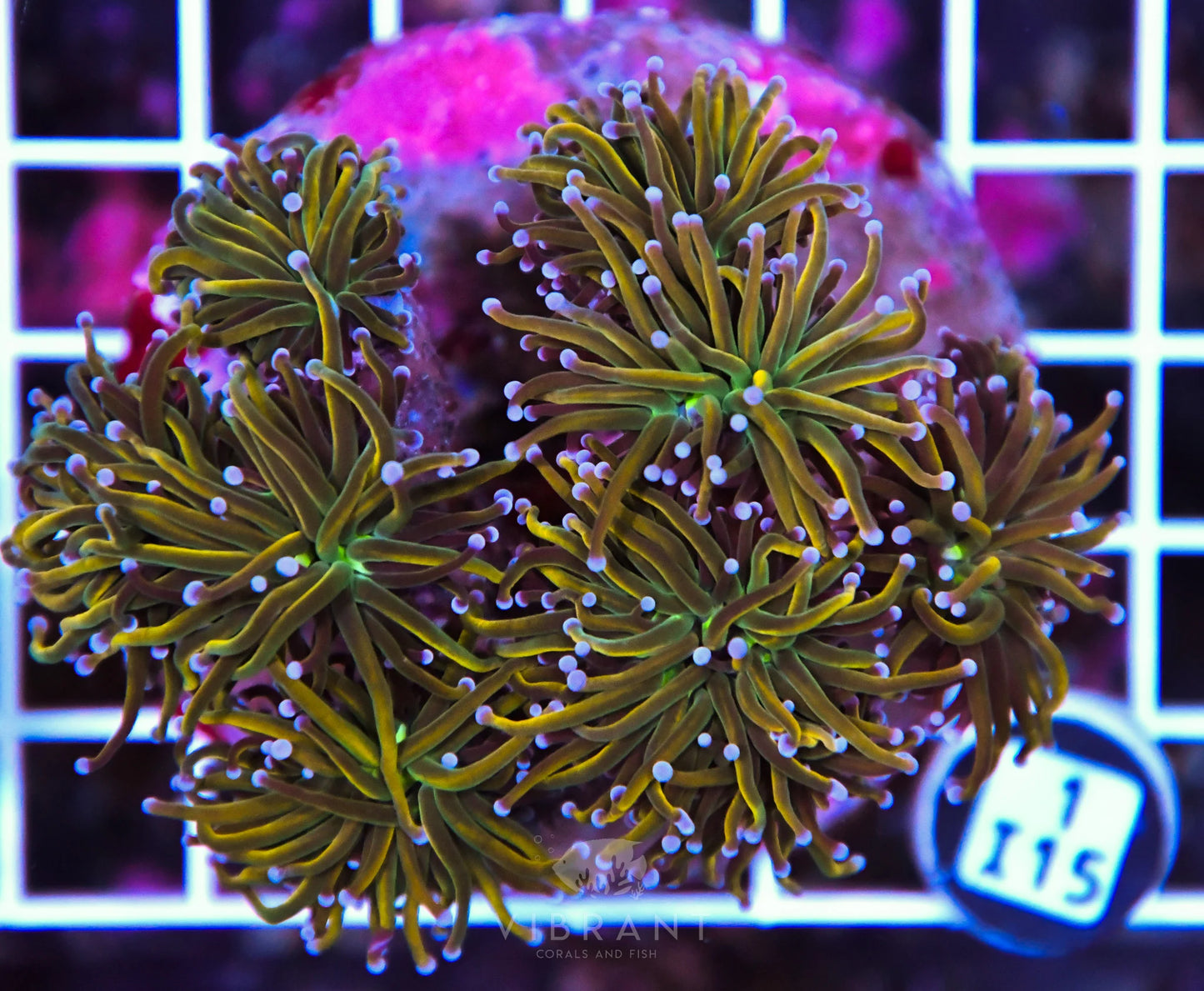 Torch INDO