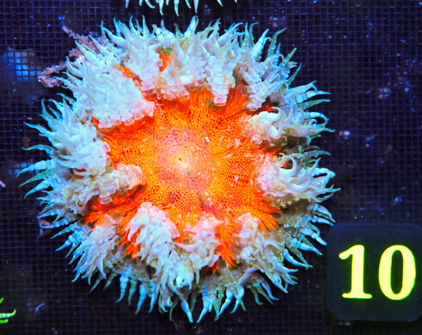 Rock Flower Anemone