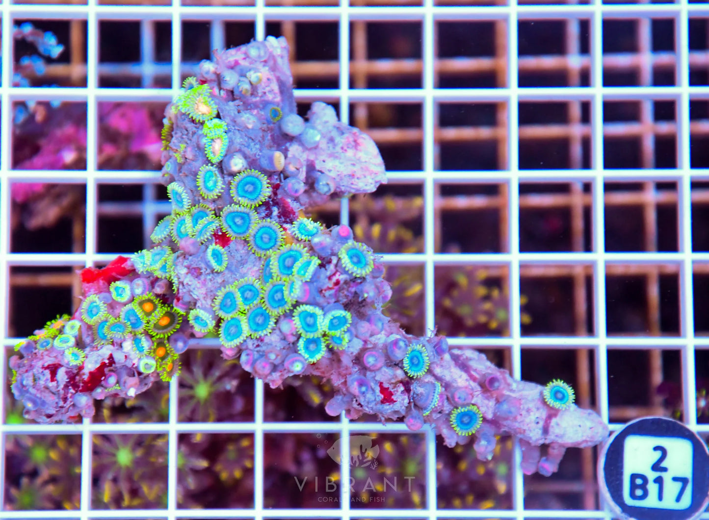 Zoa AUS