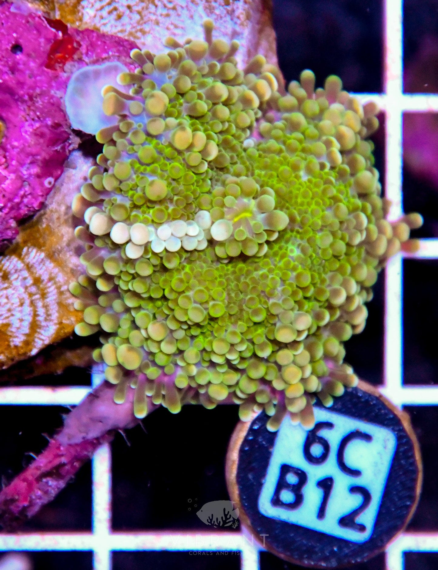 Mushroom INDO