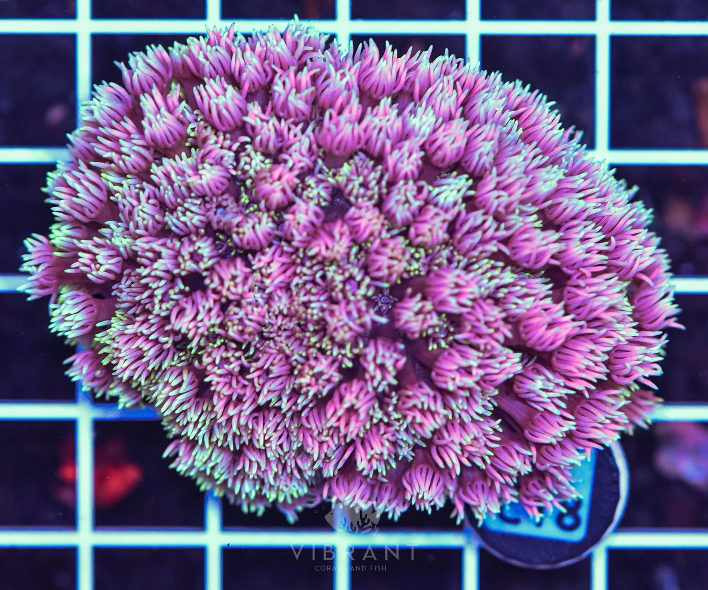 Goniopora WAUS