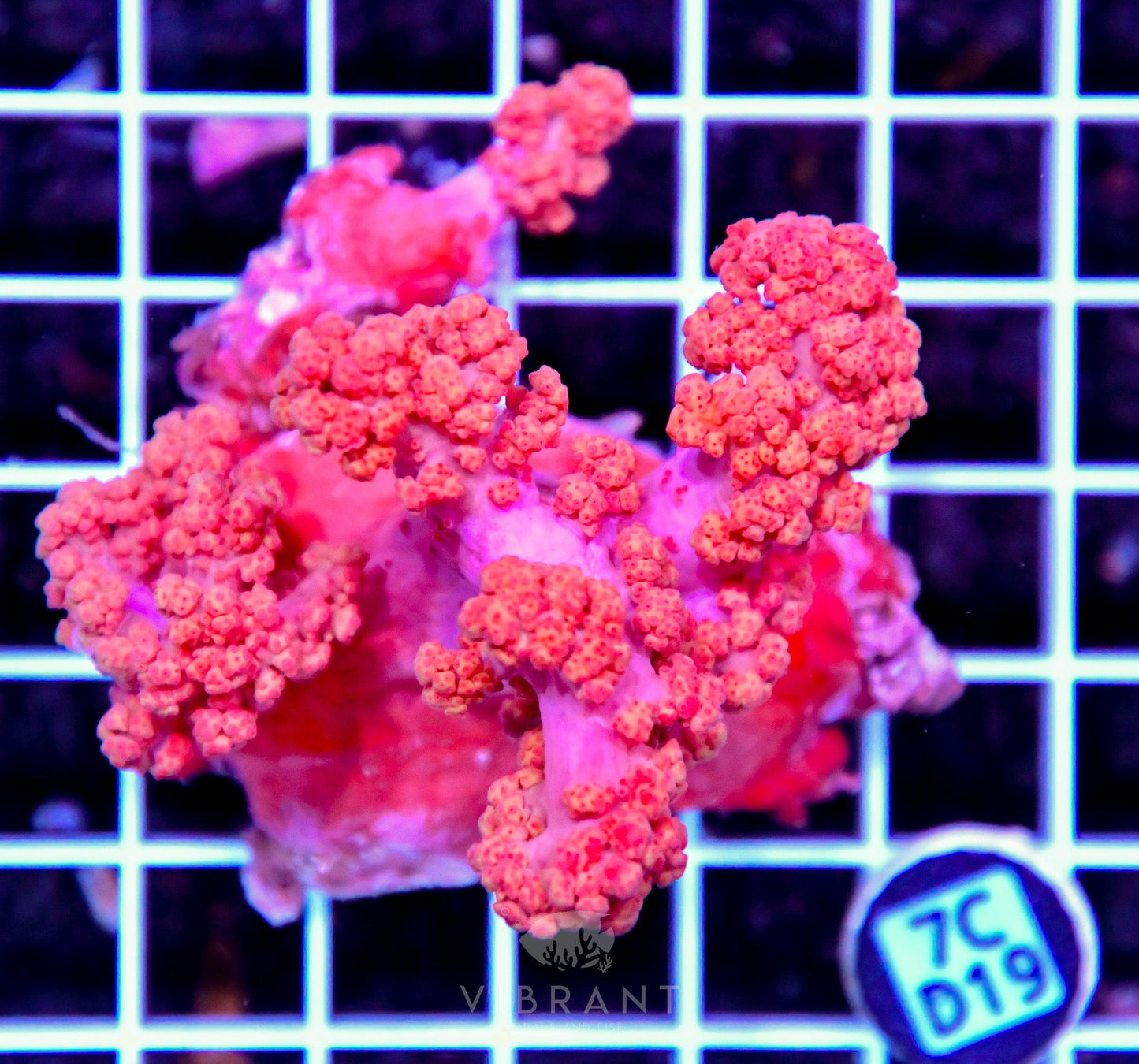 Carnation Coral INDO W