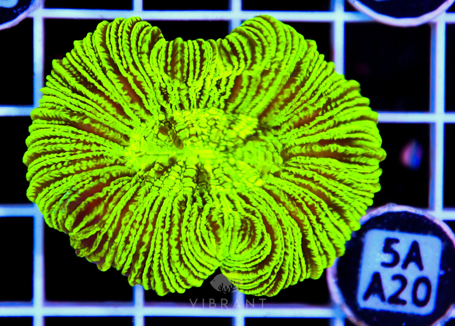 Trachy Neon AUS