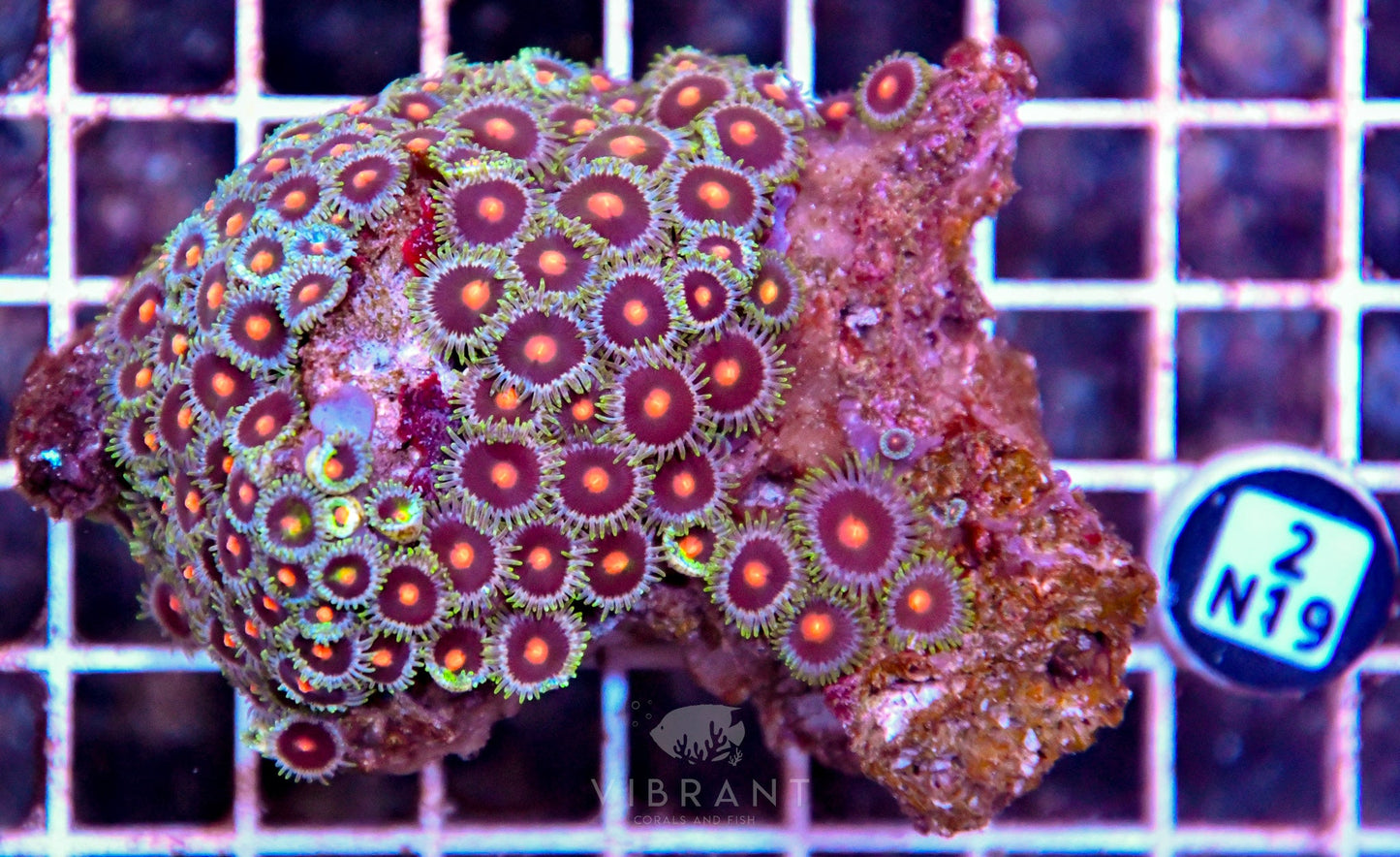 Zoa AUS