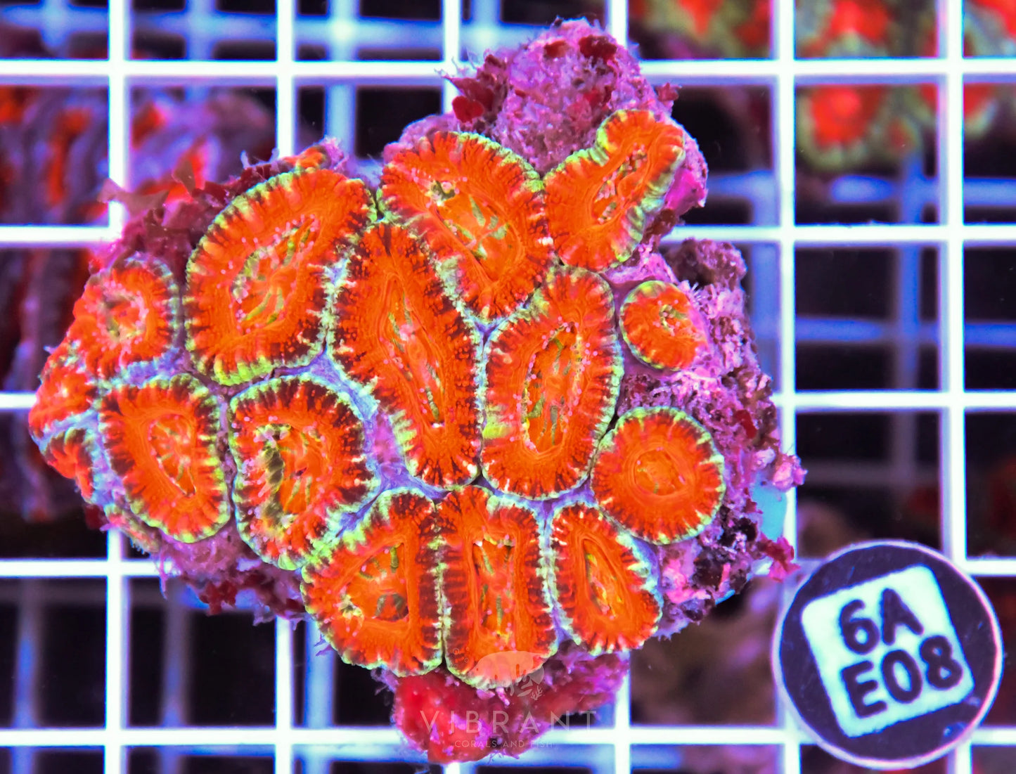 Acan Lord AUS