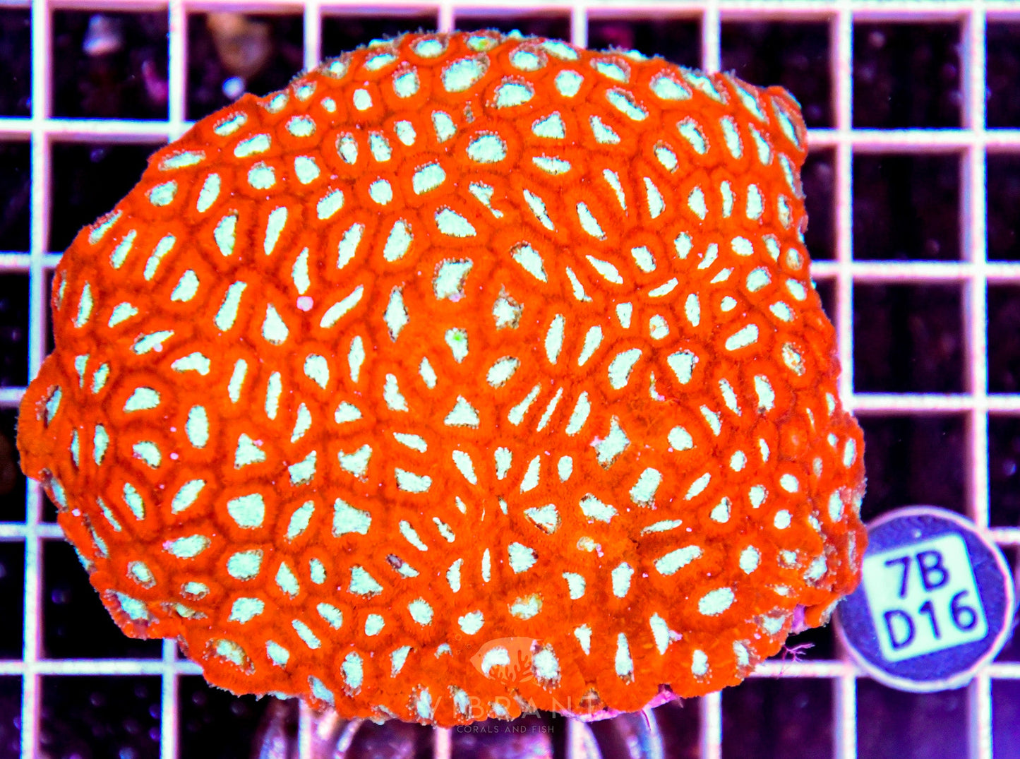 Micromussa INDO