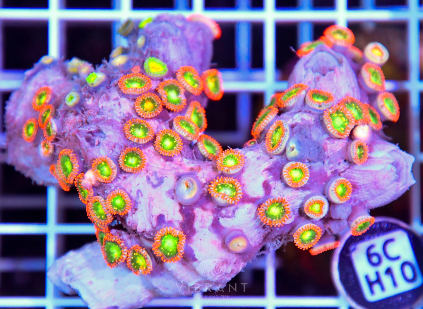 Zoa AUS