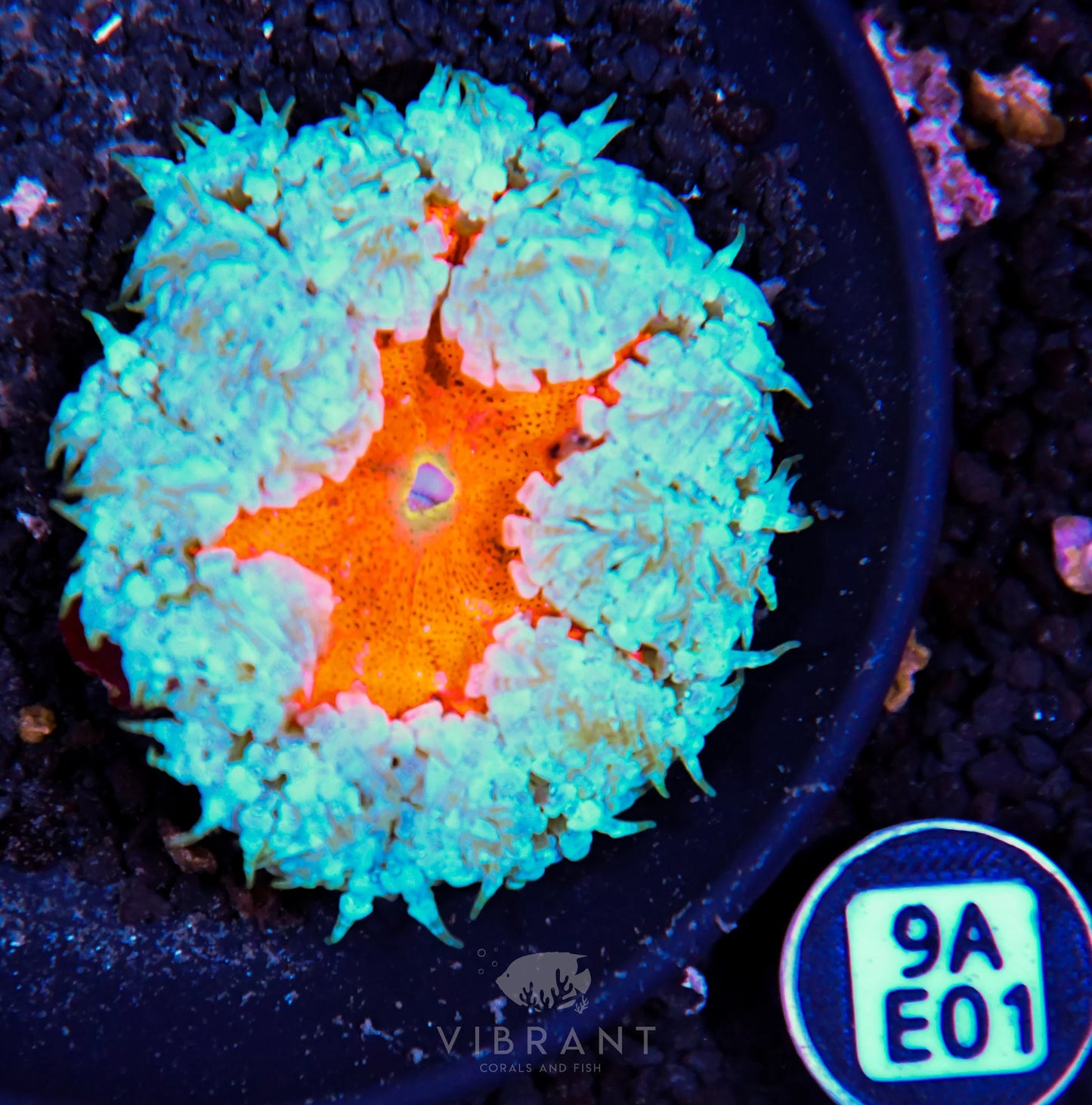 Rock Flower Anemone