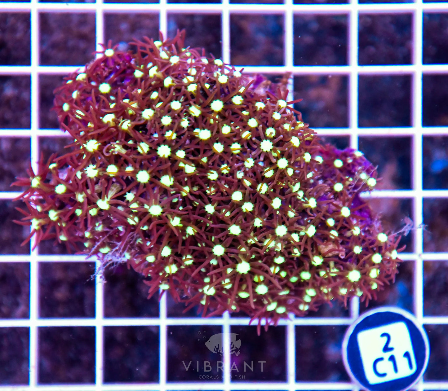 Star Polyp INDO W