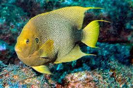 West African Angelfish