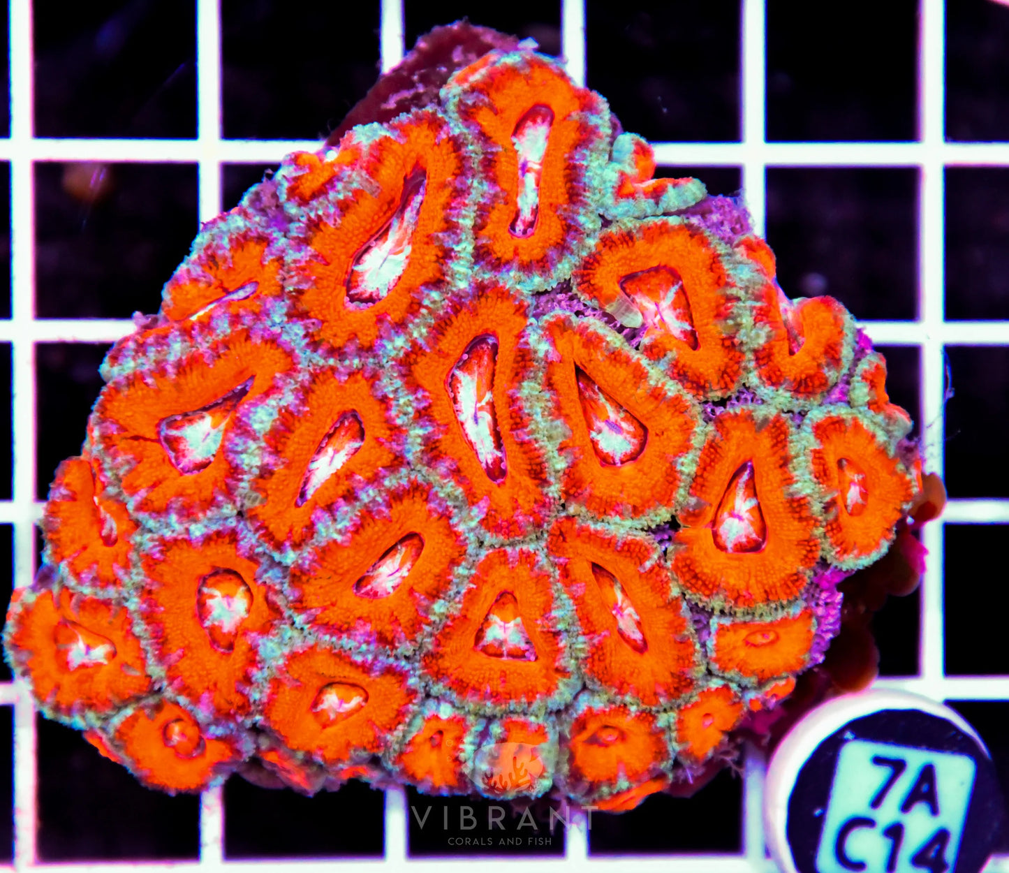 Acan Lord AUS