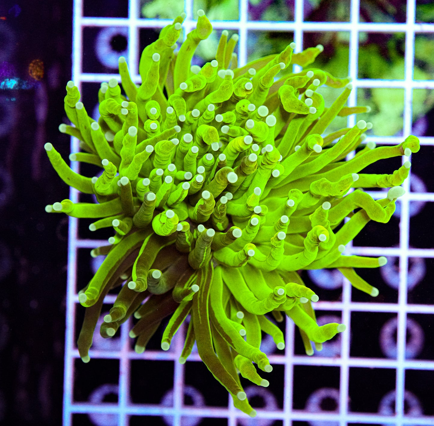 Grafted HG Torch