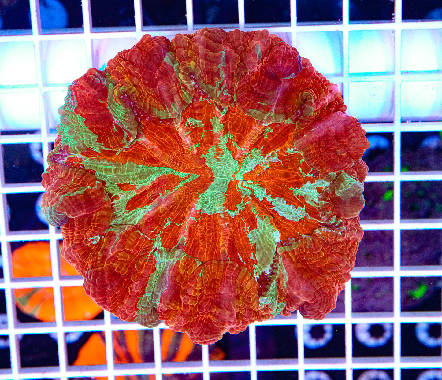 Ultra Acanthophyllia