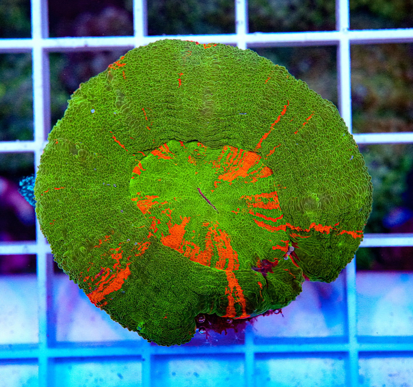 Scolymia