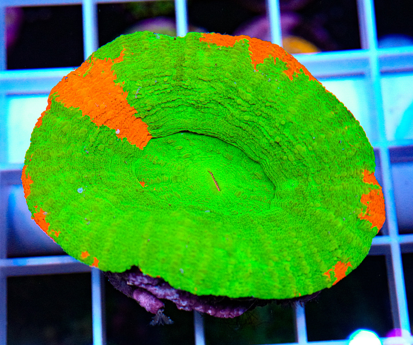 Scolymia