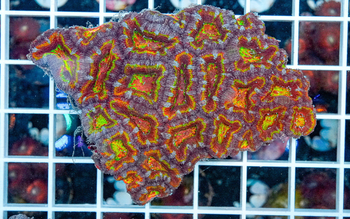 Rainbow Acan Colony