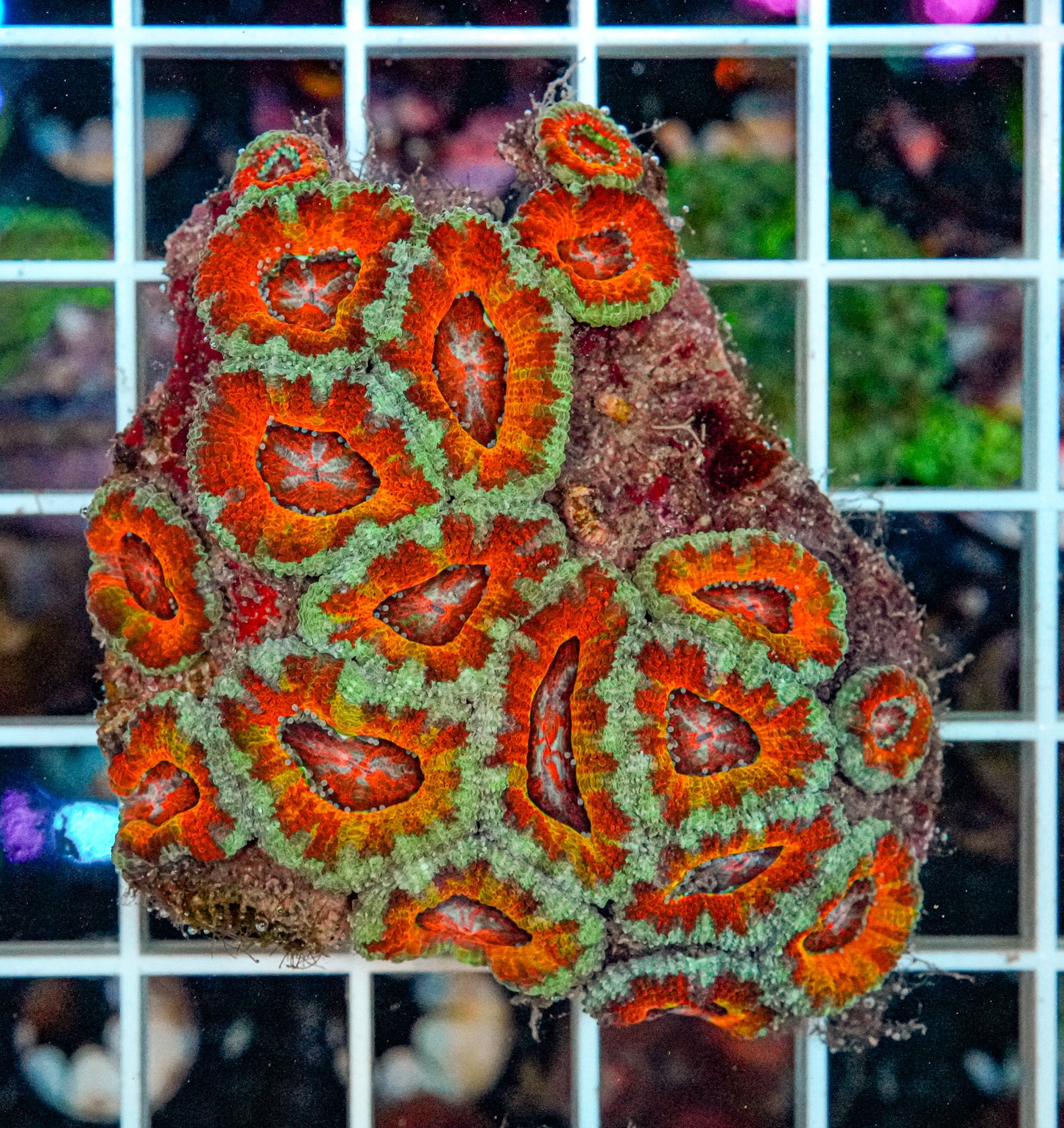 Rainbow Acan Colony