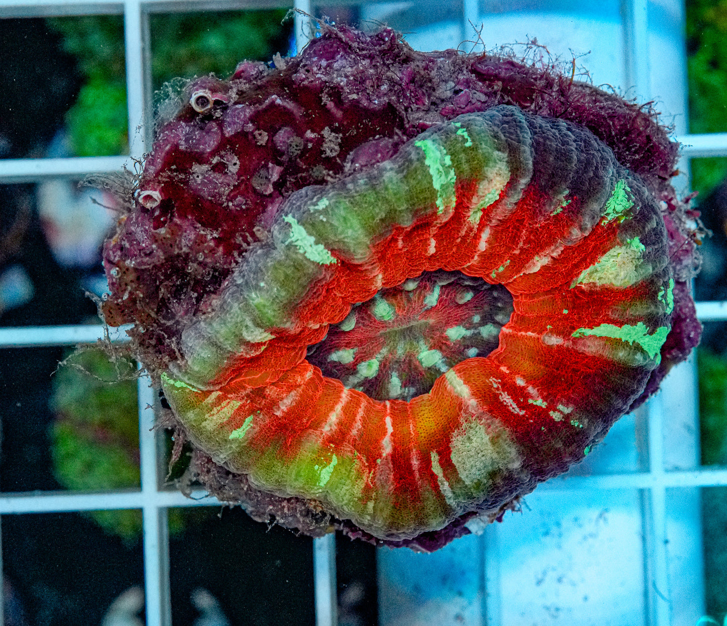 Ultra Scolymia