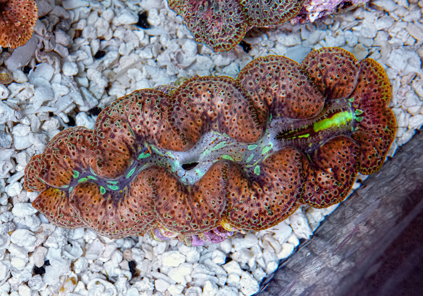4-5" Aussie Mingaloo Clam RARE