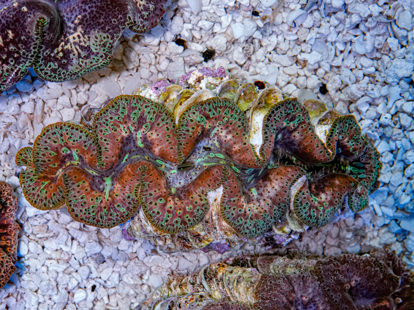 5-6" Aussie Mingaloo Clam RARE