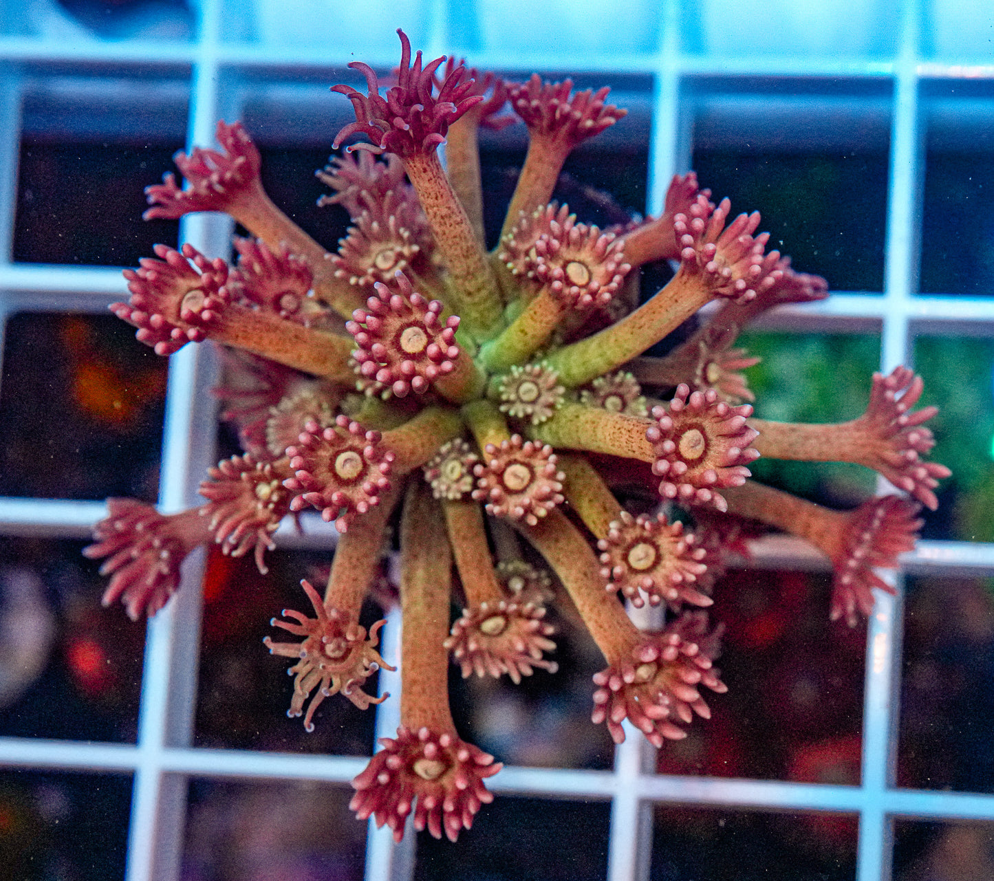 Rainbow Goniopora