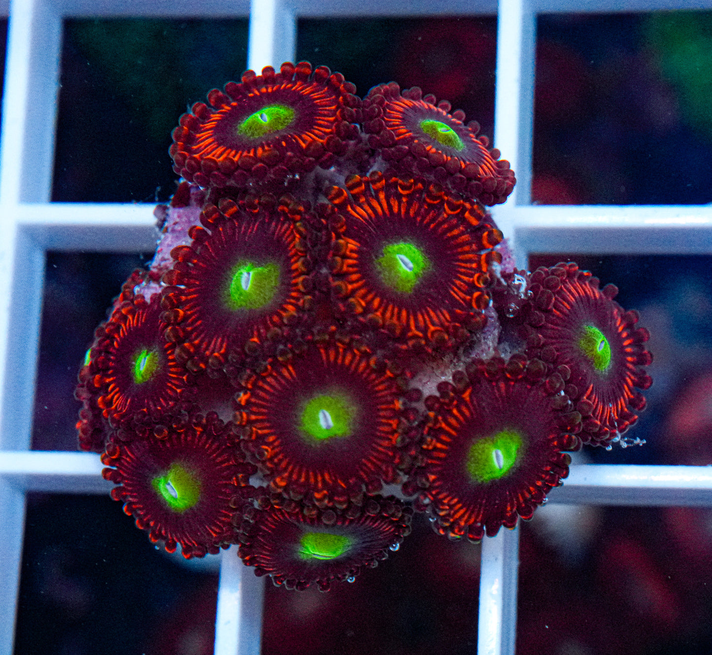 ARC Poinsettia