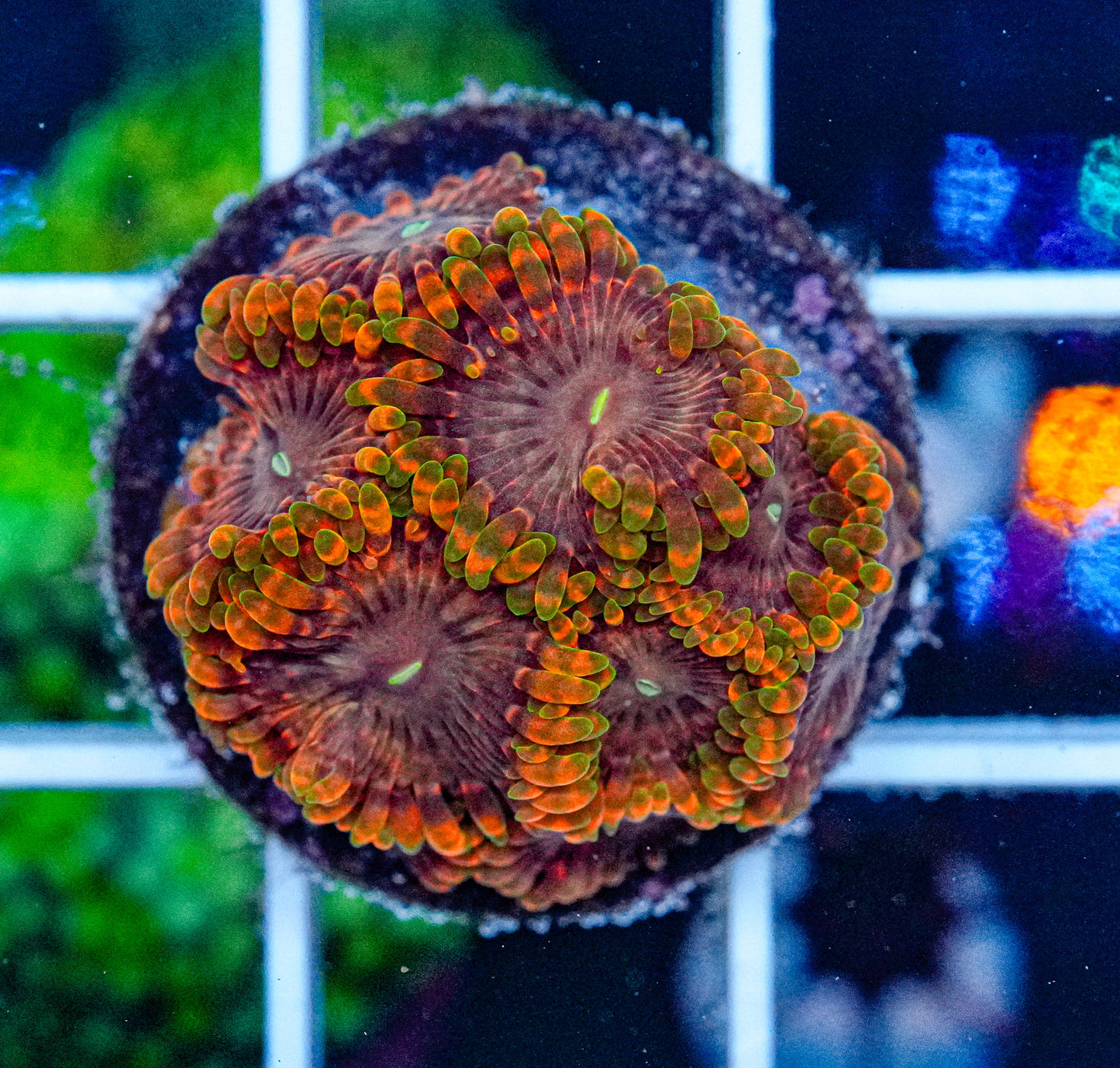 Fairy Fart Zoas