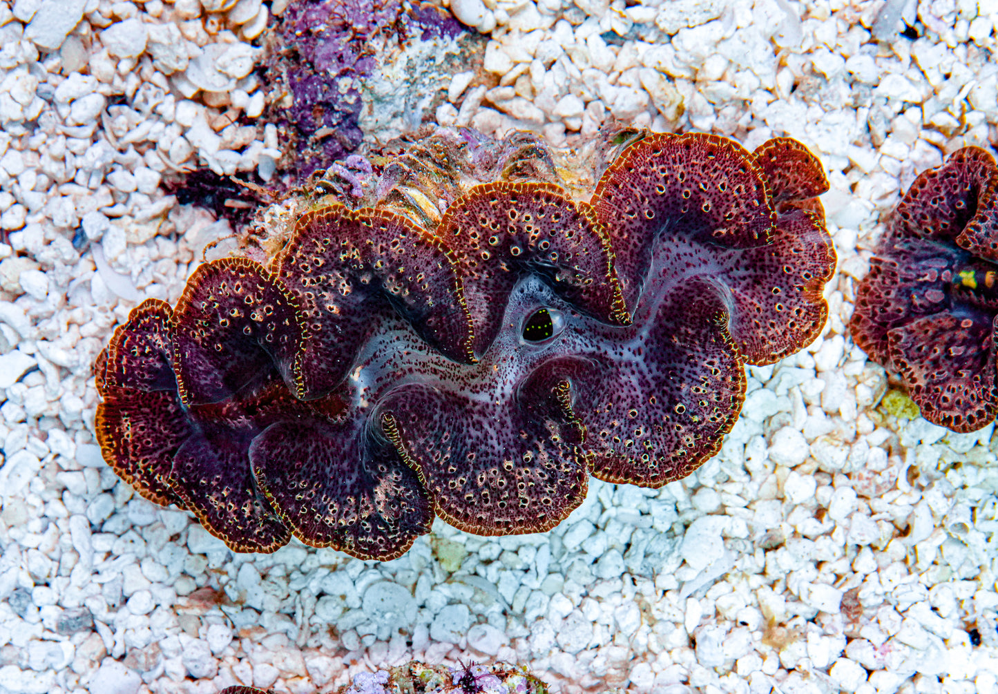 4-5" Aussie Mingaloo Clam