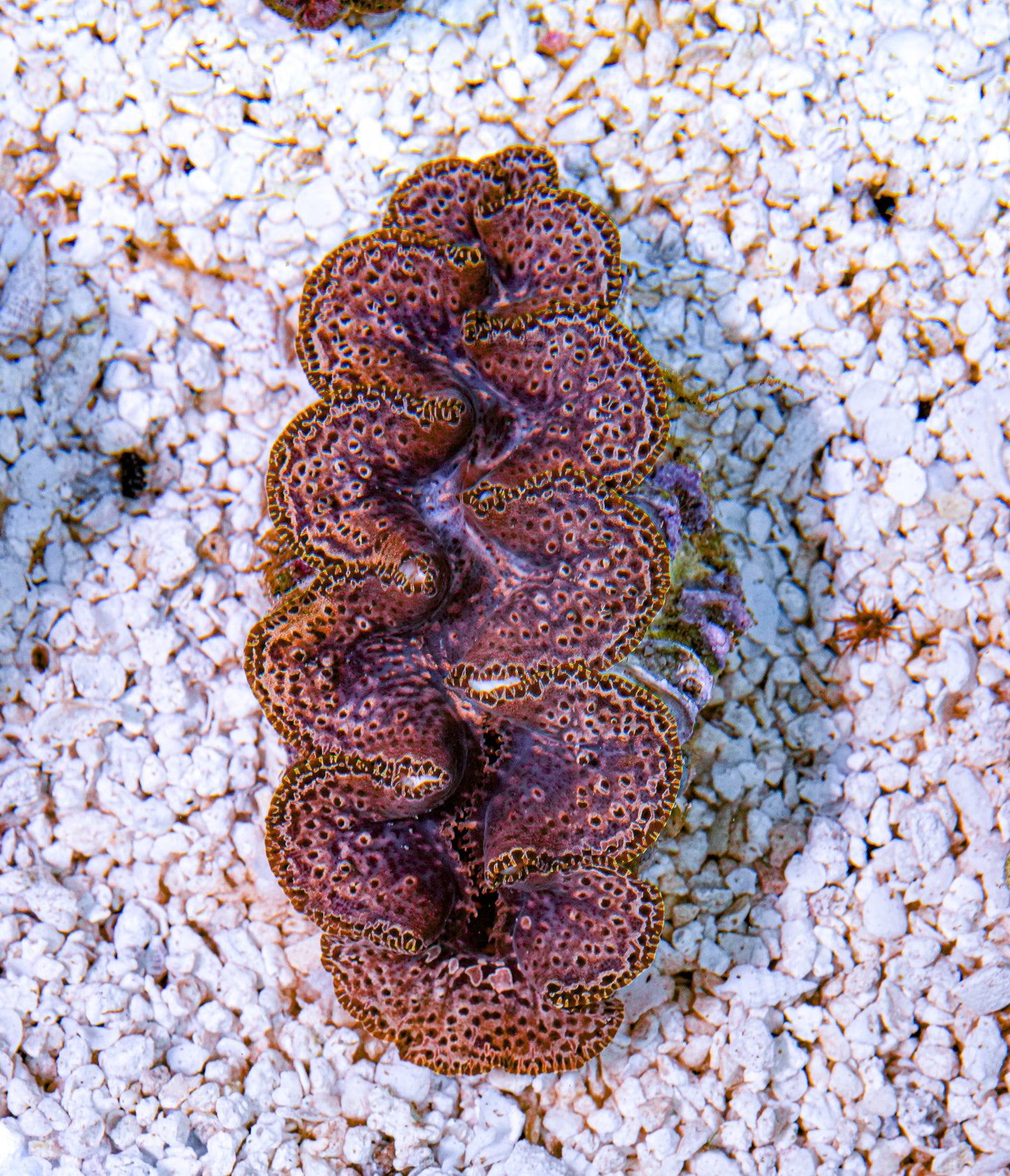 4-5" Aussie Mingaloo Clam