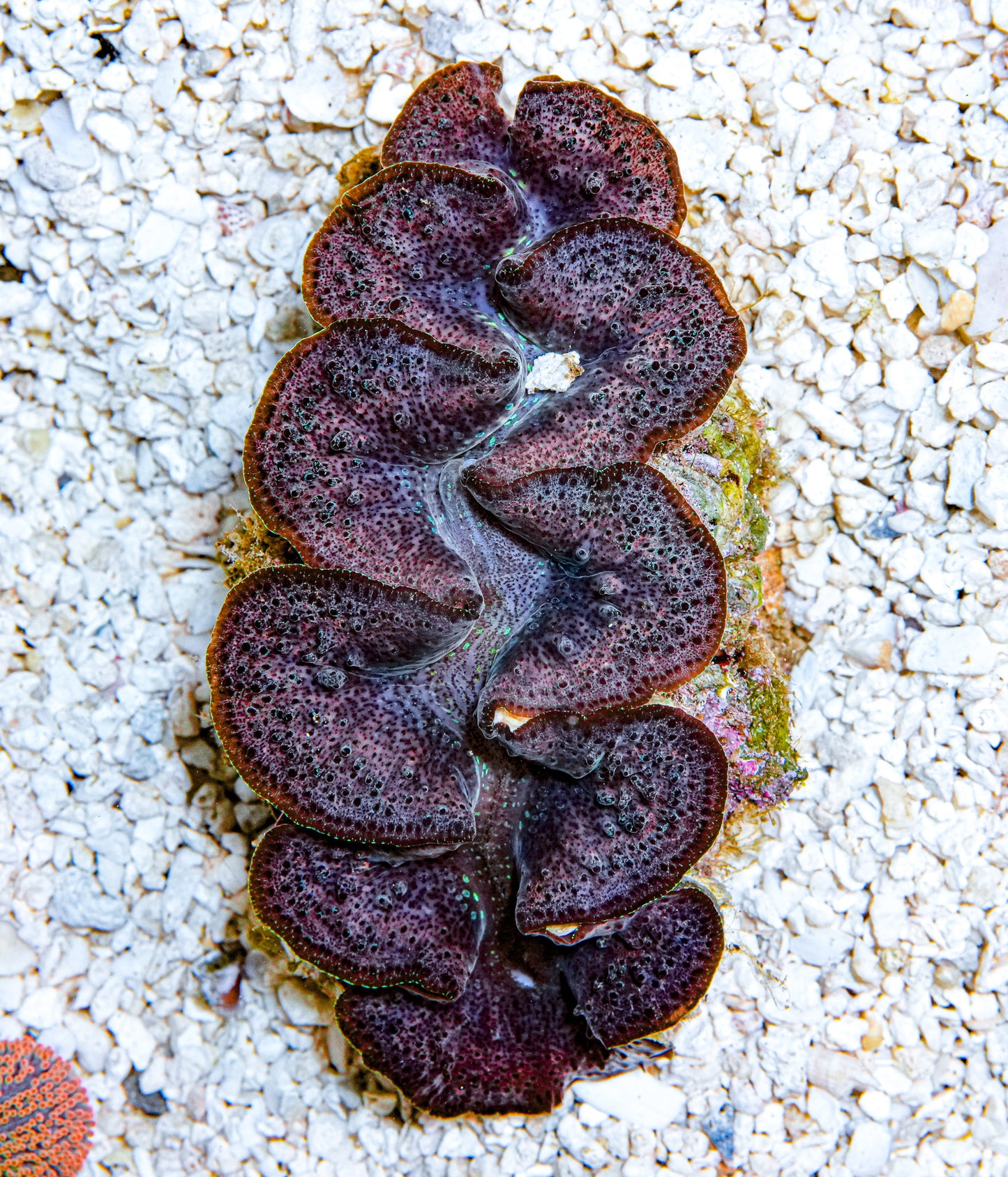 4-5" Aussie Mingaloo Clam