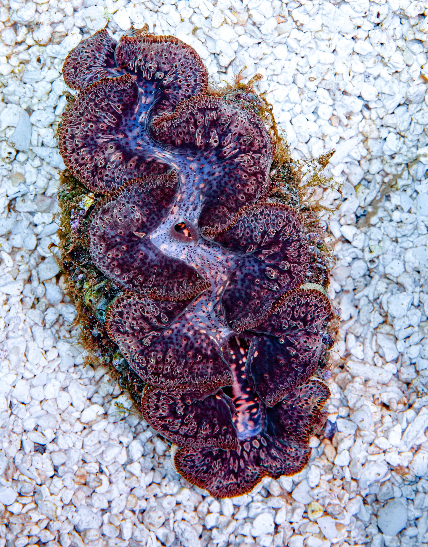 4-5" Aussie Mingaloo Clam