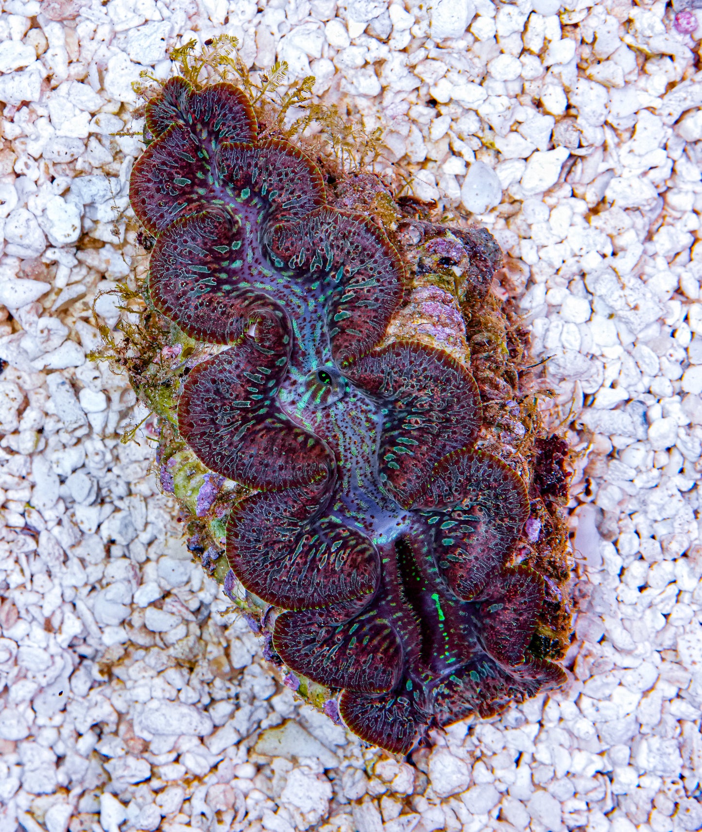 4-5" Aussie Mingaloo Clam