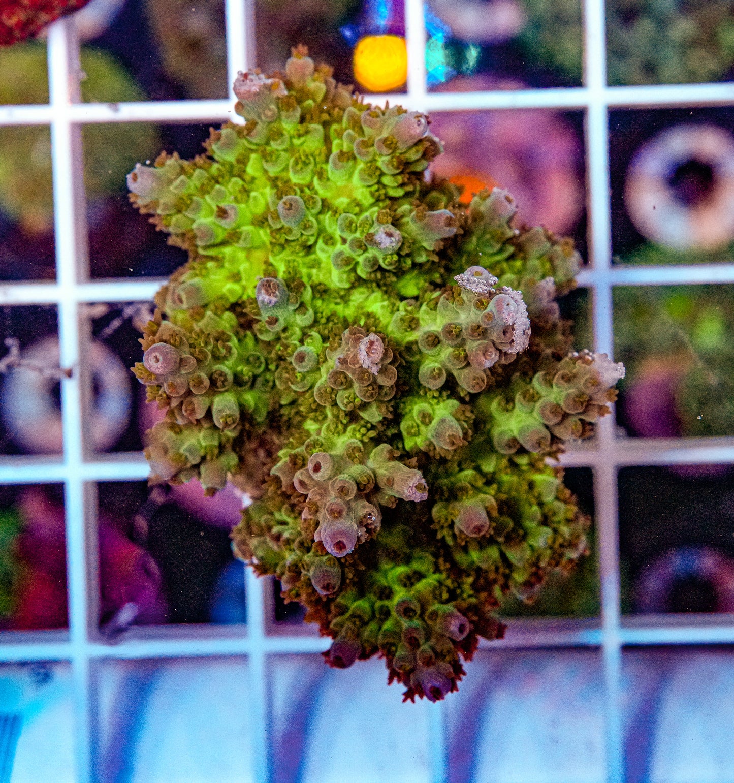 ULTRA Acropora