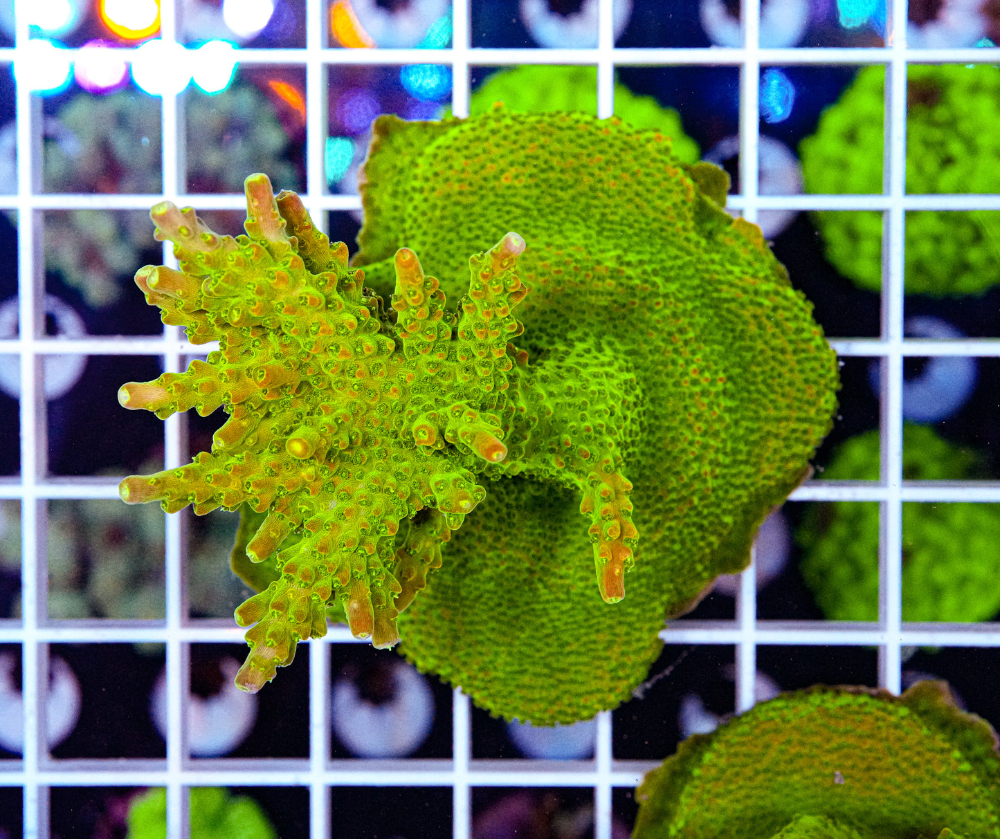 ULTRA Acropora