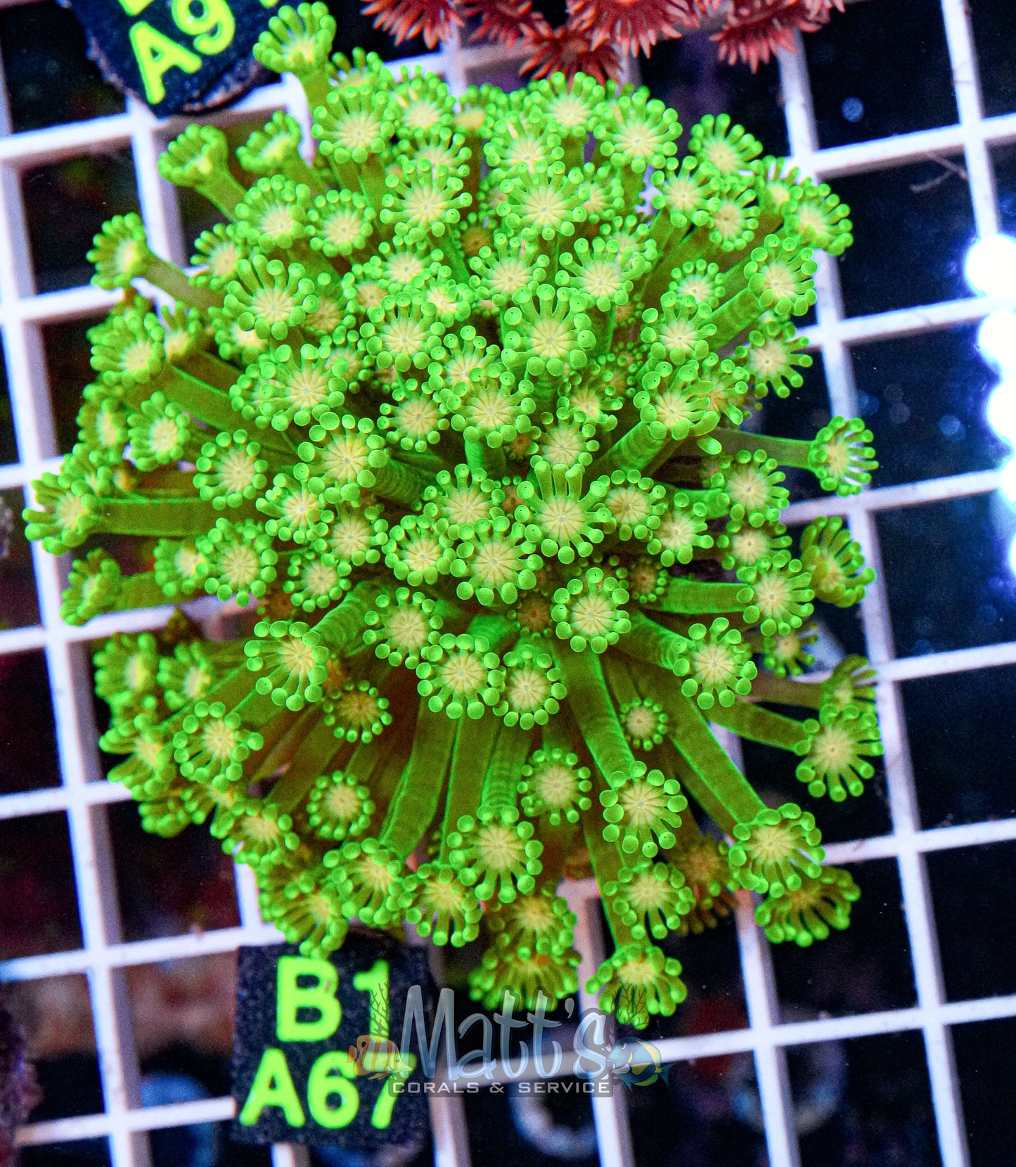 Green Alveopora Full Plug “WYSIWYG”