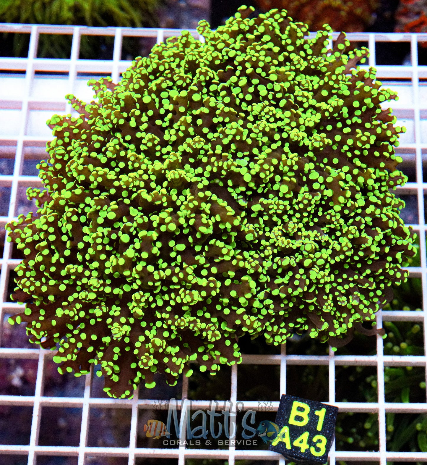 Neon Green Tipped Octospawn “WYSIWYG”