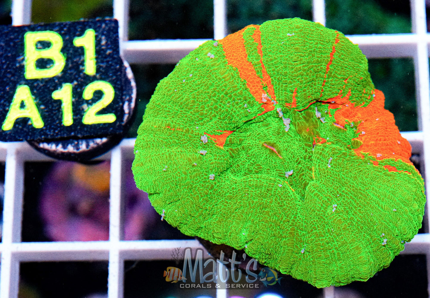 Bleeding Apple Scolymia “WYSIWYG”