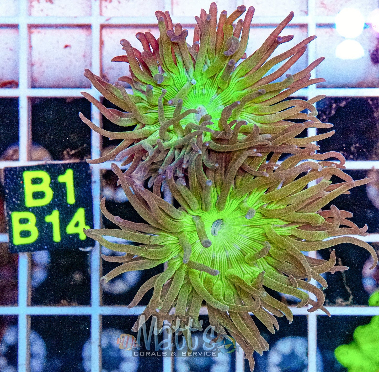 Green Duncan Mini Colony “WYSIWYG”