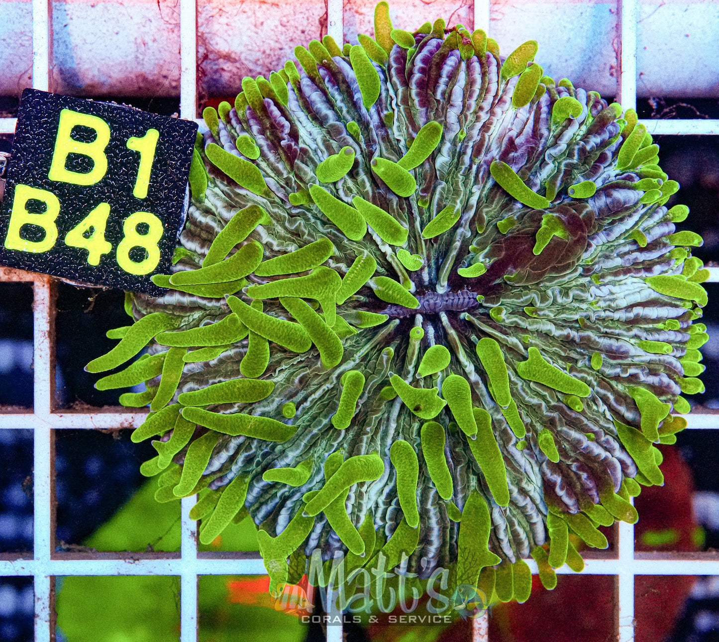 Green Plate WYSIWYG”