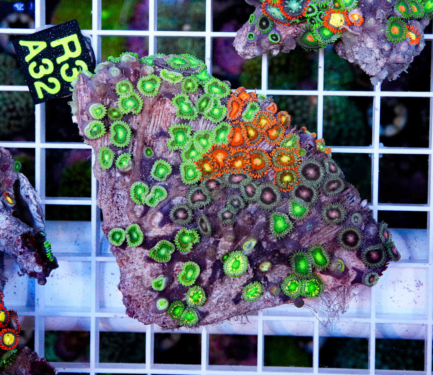 Zoa Mix Rock “WYSIWYG” 4 types one rock!