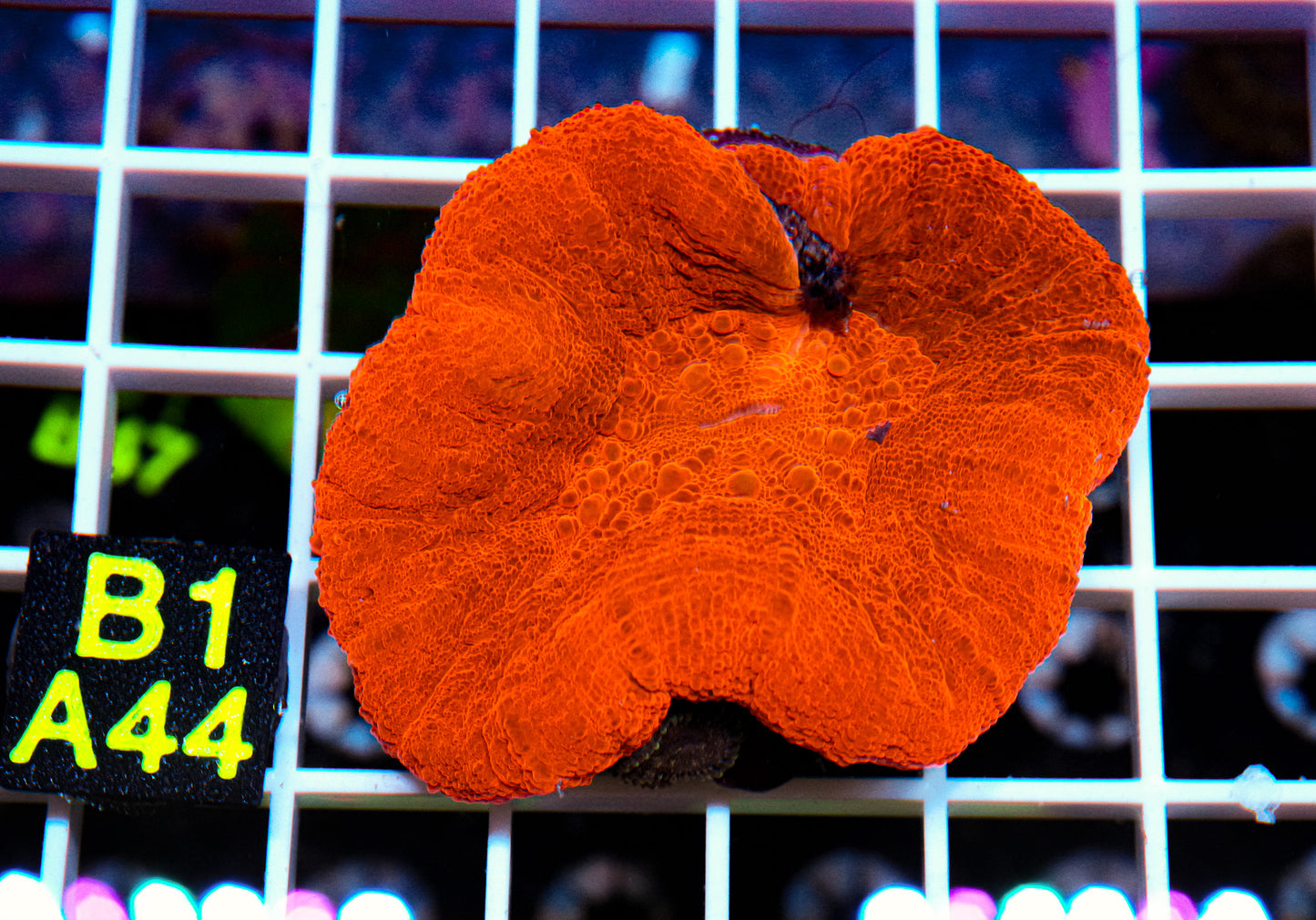 Orange Scolymia “WYSIWYG”