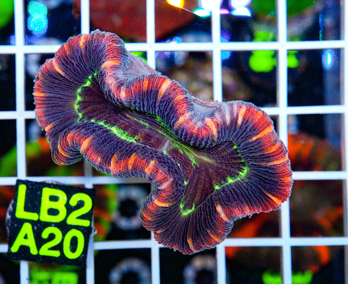 Ultra Rainbow Trachyphyllia “WYSIWYG”