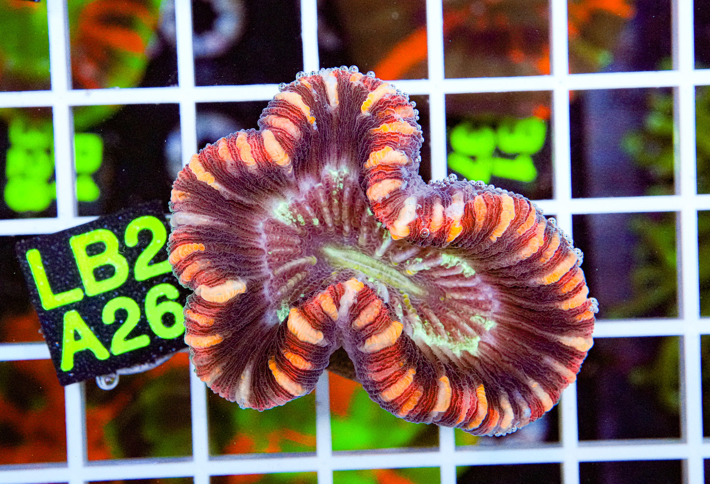 Ultra Rainbow Trachyphyllia “WYSIWYG”