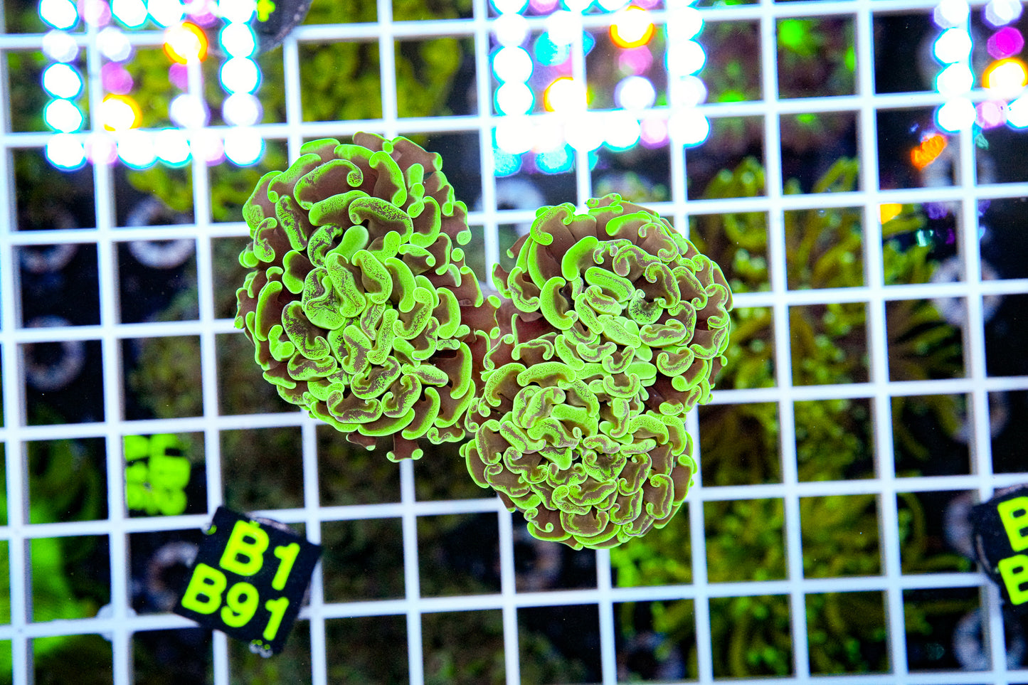 Ultra Splatter Branching Hammer “WYSIWYG” Local Tank Grown!