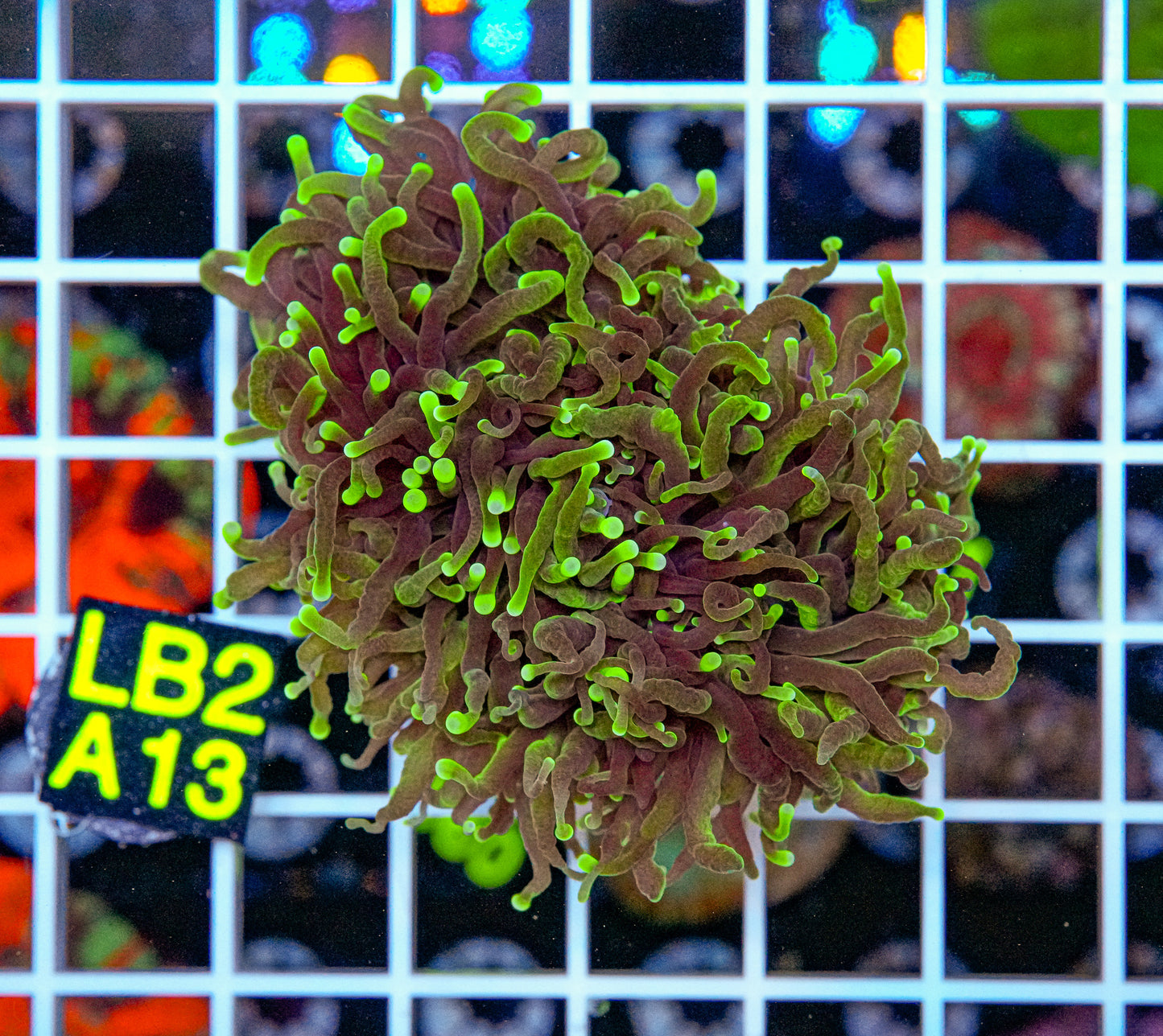 Black Light Torch “WYSIWYG”
