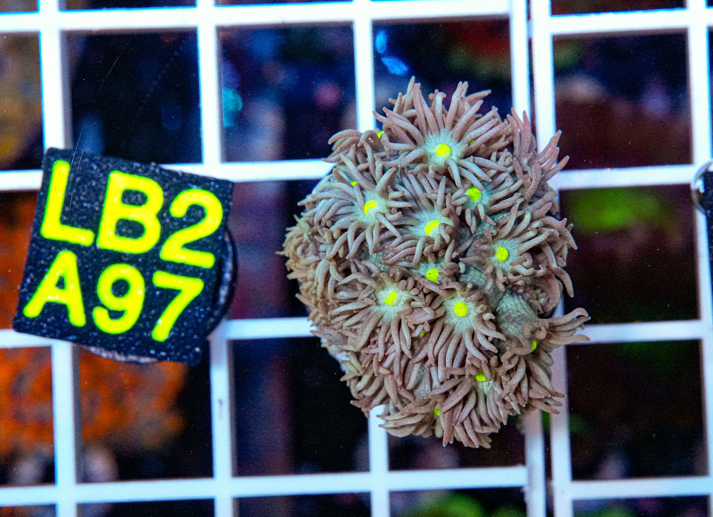 Green/Yellow Goniopora “WYSIWYG”