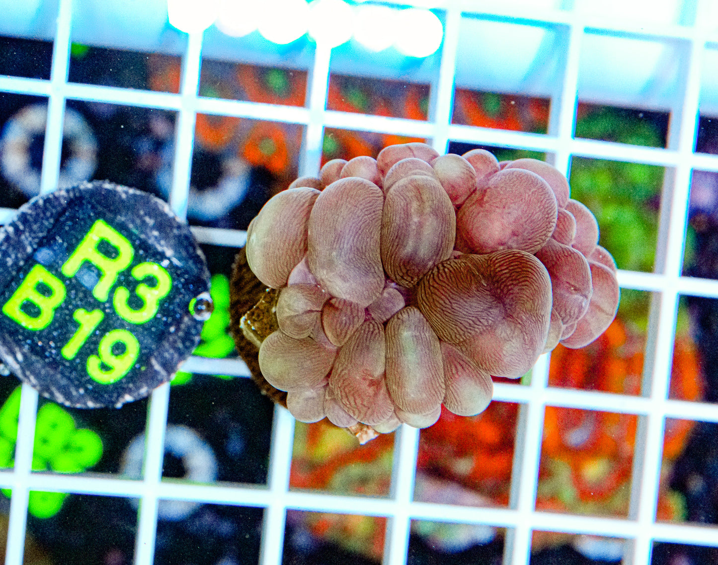 Ultra Purple Bubble Coral “WYSIWYG”