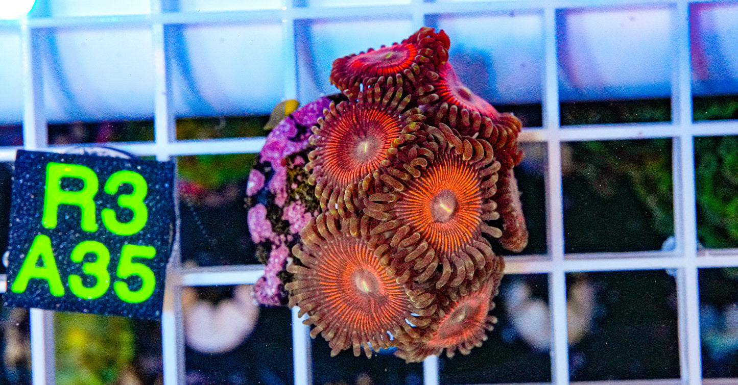 Red People Eaters Zoa Frag “WYSIWYG”