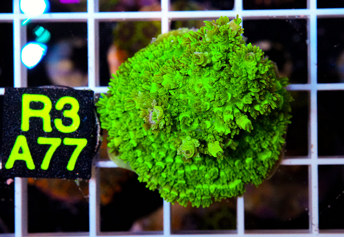 Ultra Green Acro “WYSIWYG”