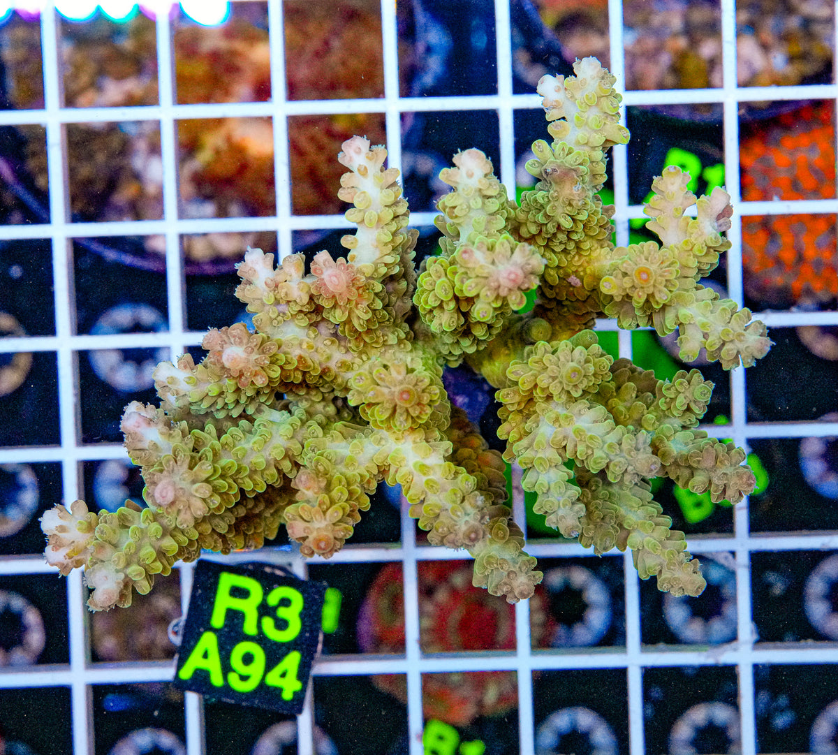 Banana Green Acro Maricultured “WYSIWYG”